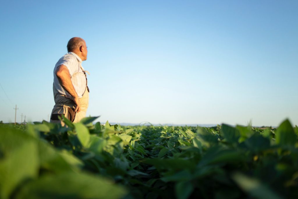 A farmer surveying a soybean field at dusk.