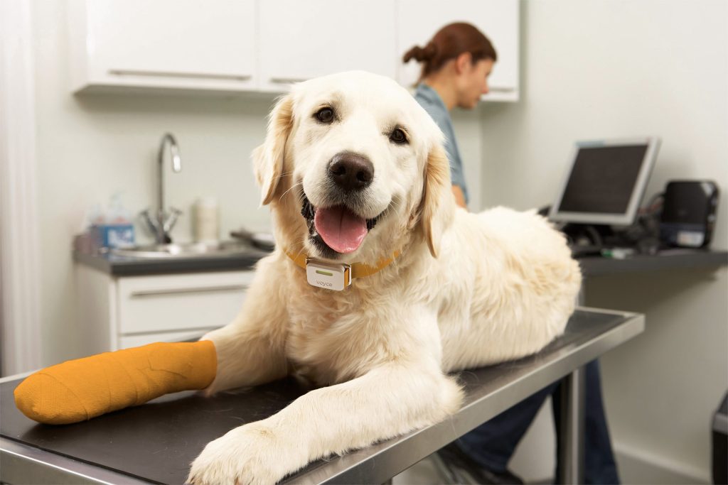 A happy dog wearing One Health Group's Voyce heart monitor with a bandaged leg on a vet examination table while a veterinarian works in the background.