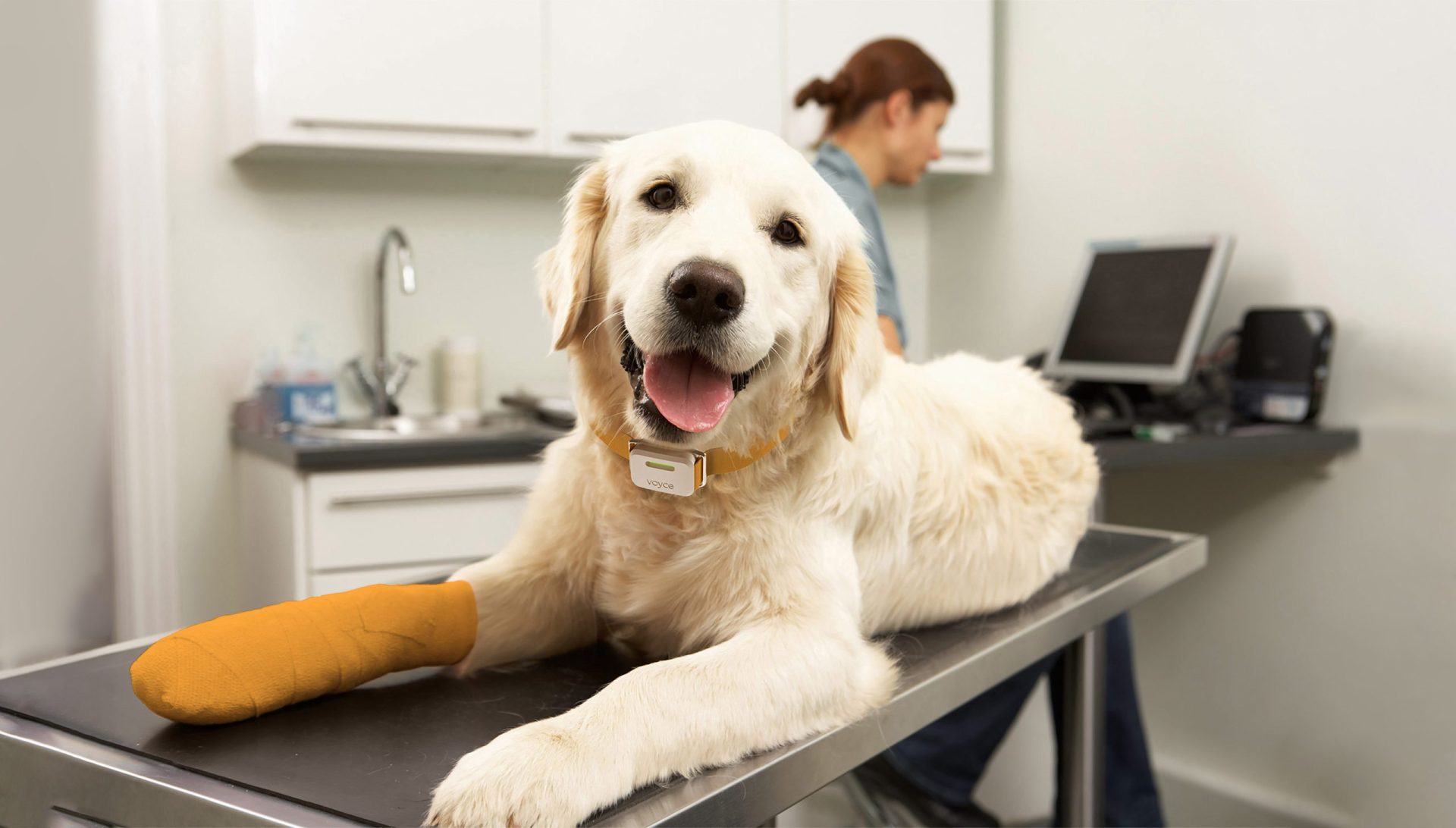 A happy dog wearing One Health Group's Voyce heart monitor with a bandaged leg on a vet examination table while a veterinarian works in the background.