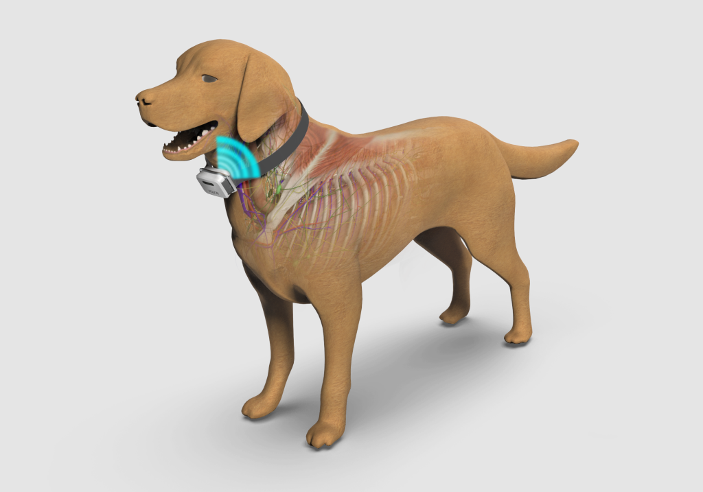 A digital illustration of One Health Group's Voyce physiological monitor on a dog with a transparent section showing internal anatomy.
