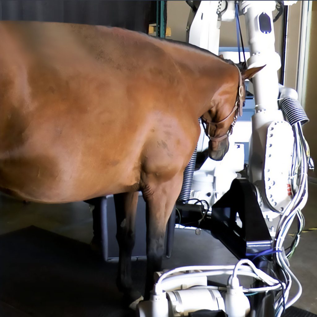A horse undergoing a medical scan with a prototype of Prisma Imaging's robotic imaging device.