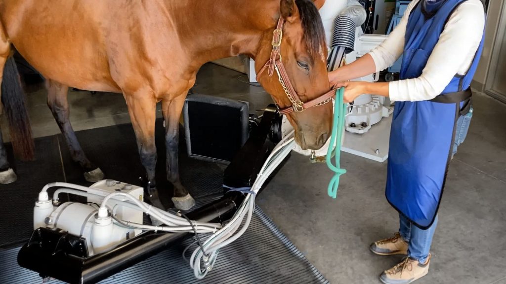 A horse receiving an imaging scan with a prototype of Prisma Imaging's system, while being held by a veterinarian in protective gear.